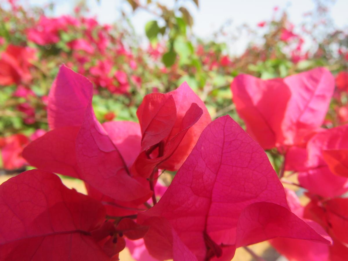 Bermuda Villas Holiday Home Ras al-Khaimah Phòng bức ảnh